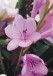 Chloé | Ramo de Flores de Liliums